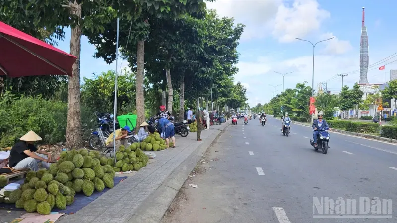 Export-grade Ri6 durian supply from Tien Giang