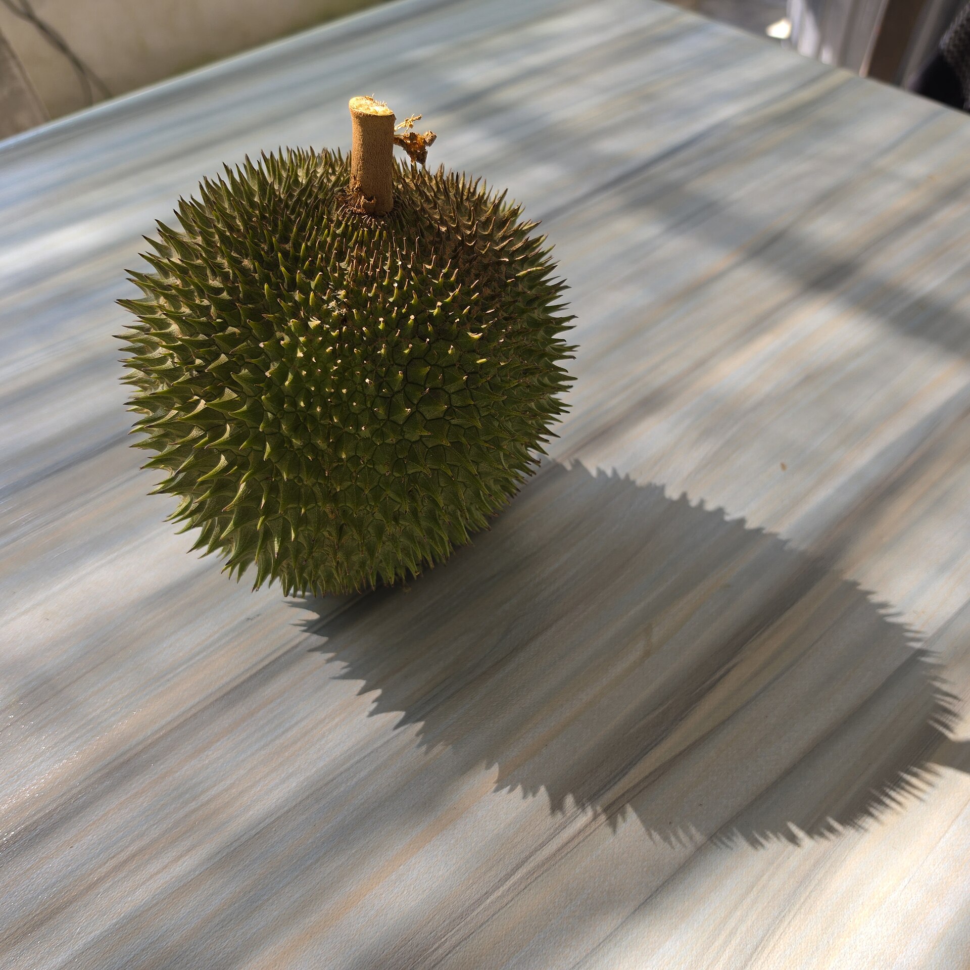 Monthong durian supply for traders and export buyers in Can Tho