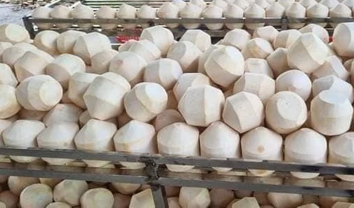 Vietnam Diamond-Cut Fresh Coconuts for Export