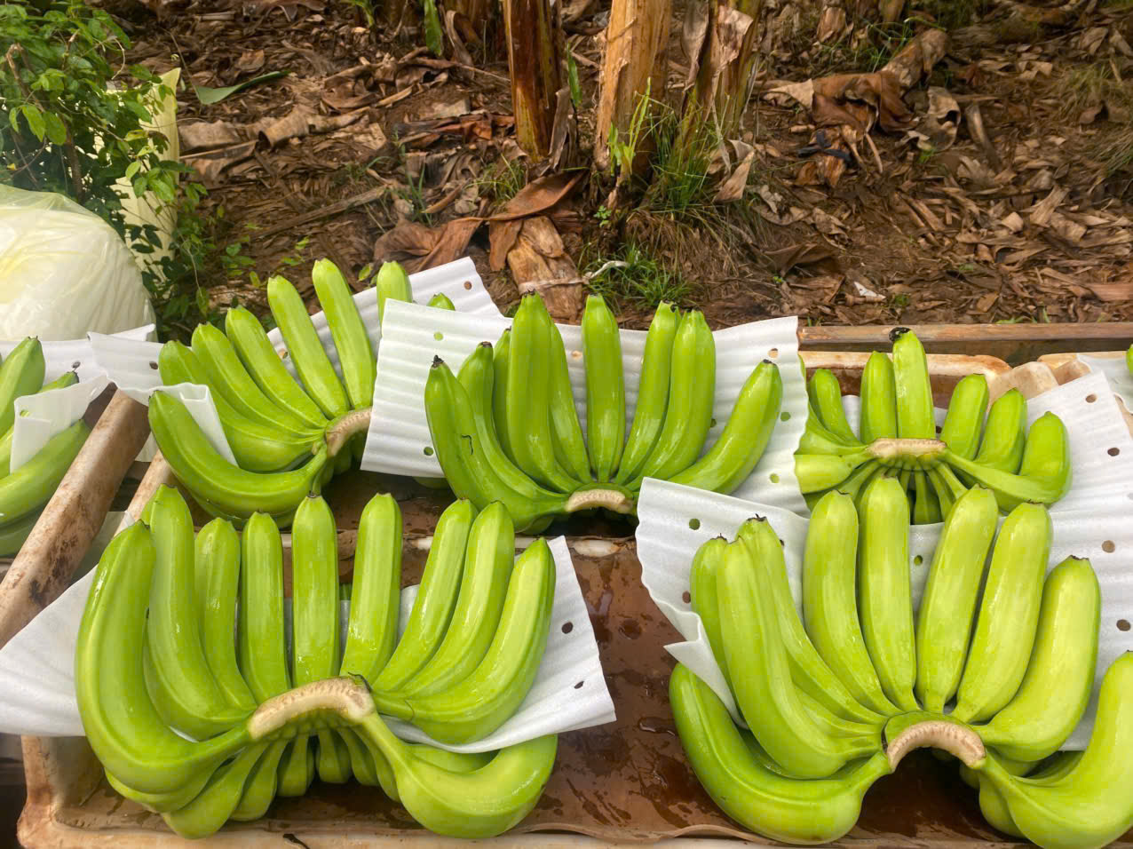 Vietnam Fresh Cavendish Bananas for Export