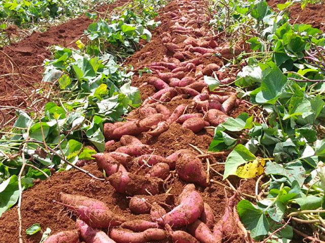 Japanese sweet potato offtake opportunity with nationwide delivery in Vietnam