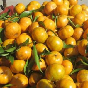 TANGERINE