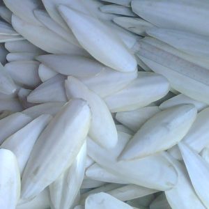 CUTTLEFISH BONE (FEED, MEDICINE, SILVER PRODUCTION, FERTILIZER)