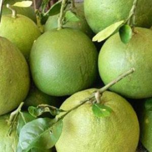 NAM ROI POMELO