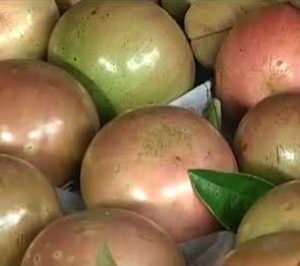PINK-SKIN MILK FRUIT